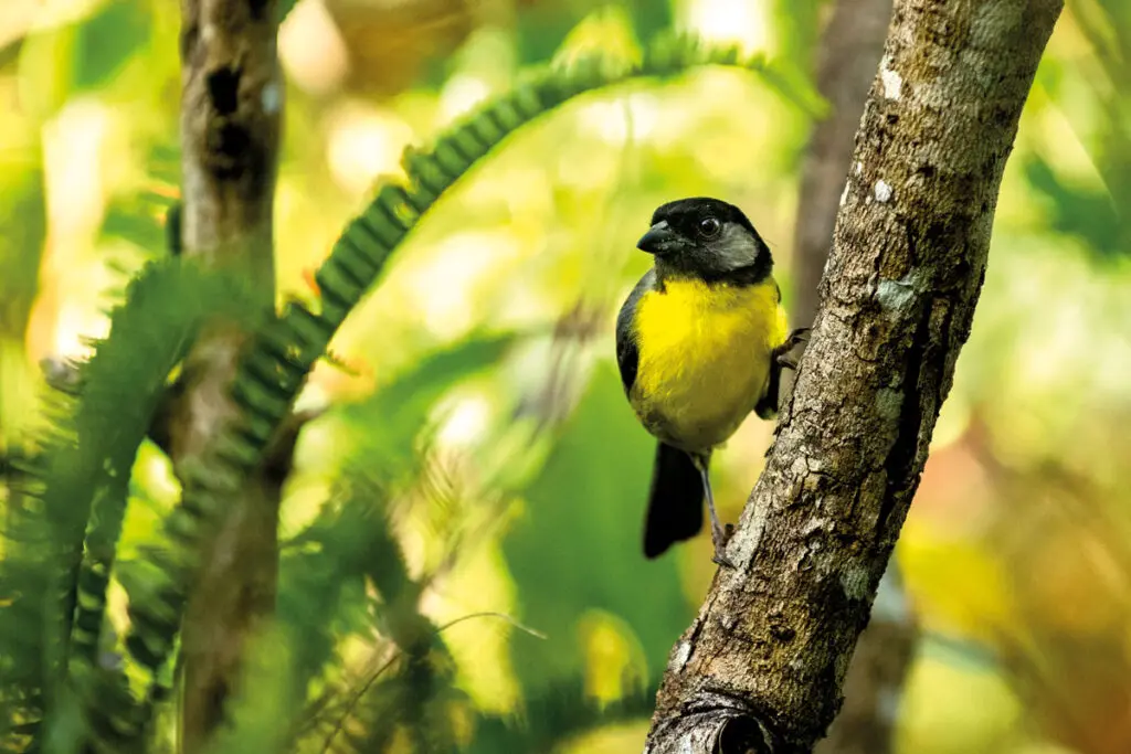 Colombia como destino para avistar aves: el proyecto de john myers Aves