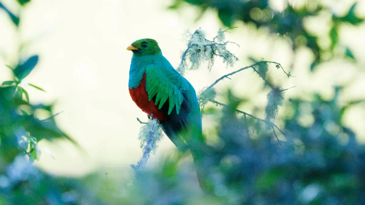 Colombia como destino para avistar aves: el proyecto de John Myers