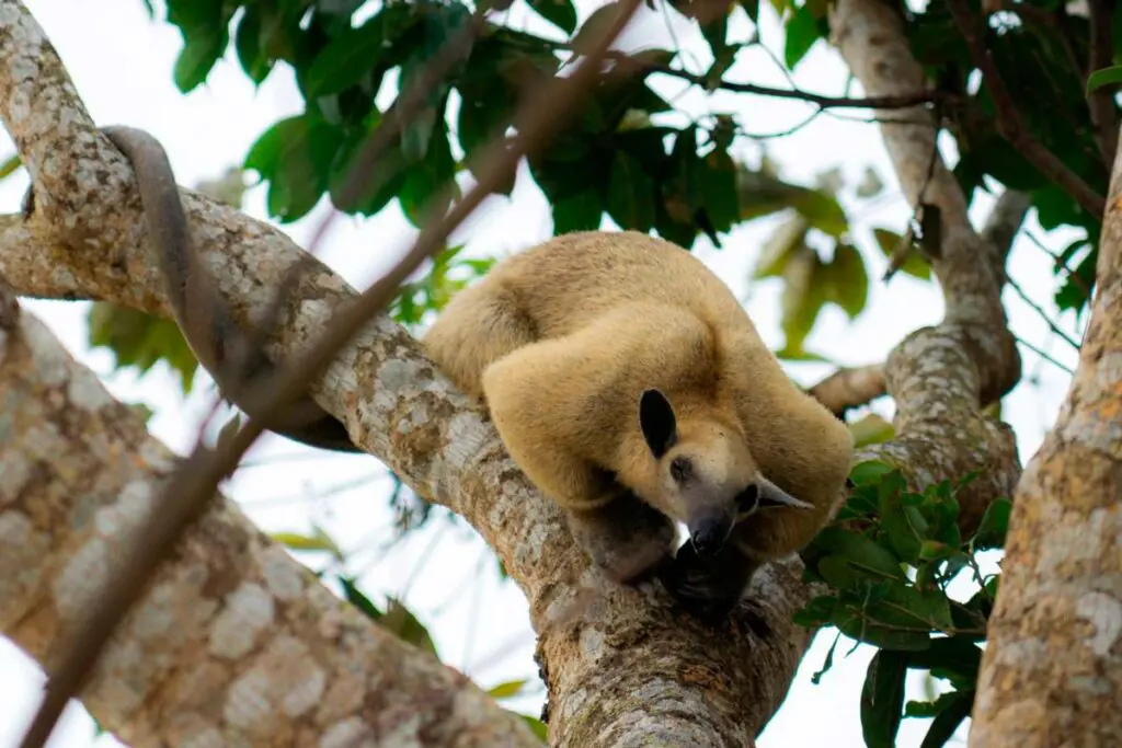 Guainía, destinos de paz en Colombia