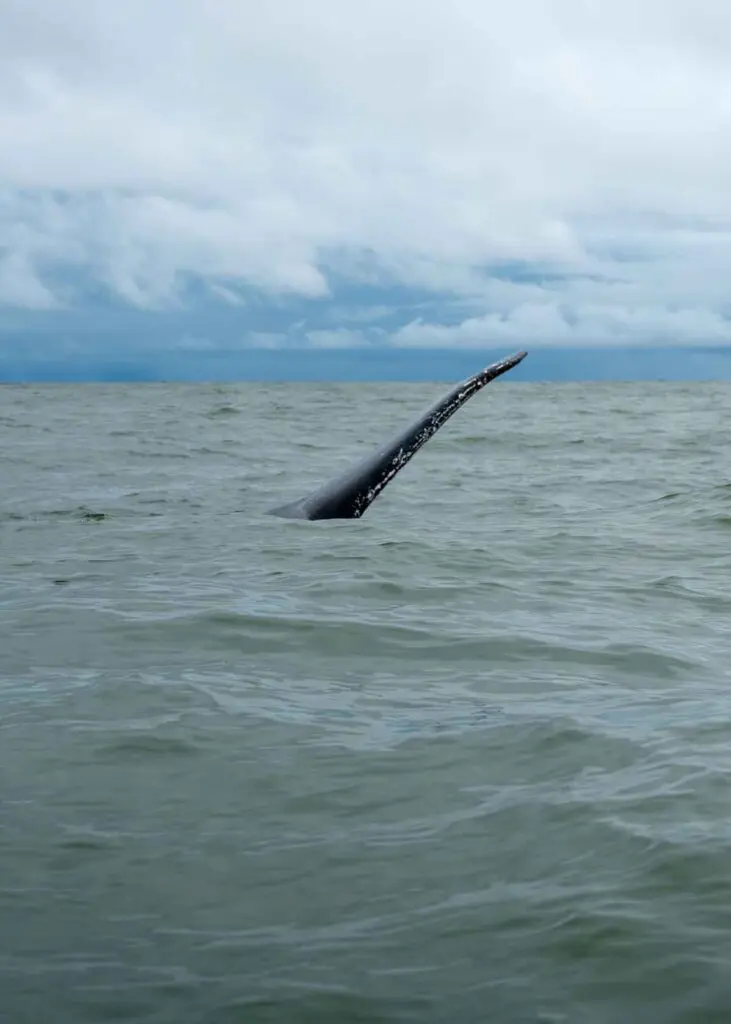 Descubra juanchaco: ballenas, manglares y la lluvia incesante del pacífico colombiano