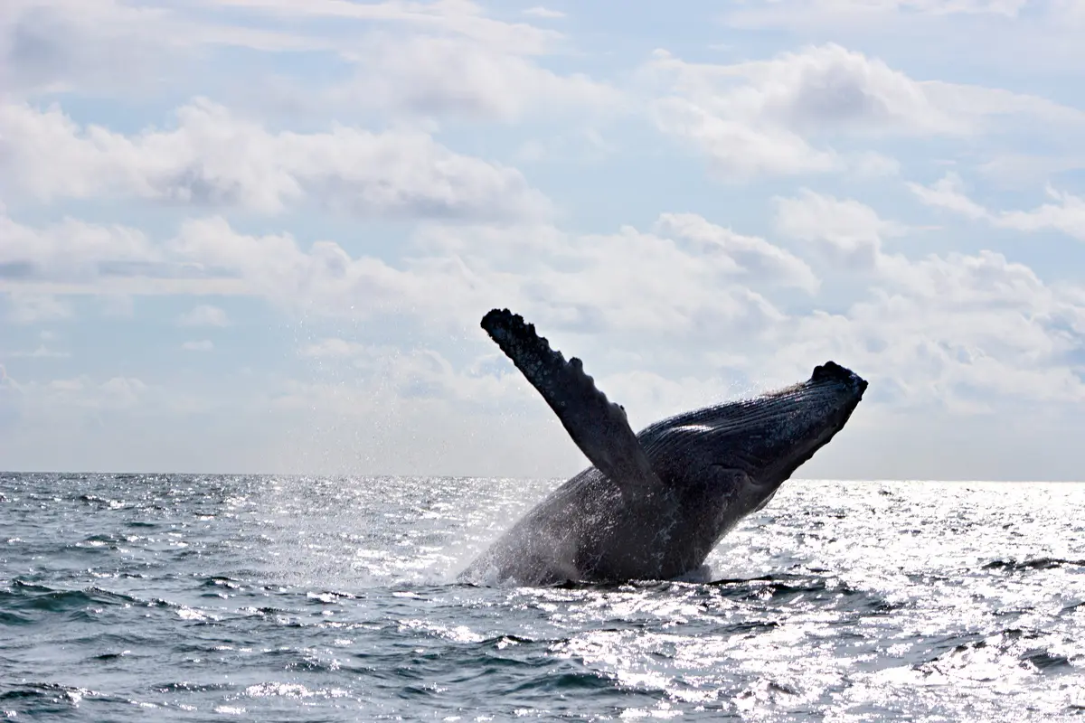 Isla de gorgona: una joya natural en el pacífico colombiano