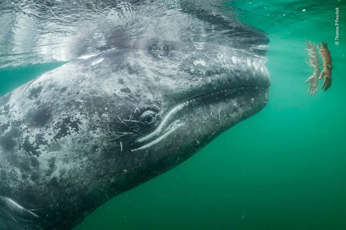 Estas son las fotografías finalistas del Wildlife Photographer of the Year 2019 Estas son las fotografías finalistas del Wildlife Photographer of the Year 2019