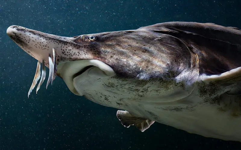 especies en vía de extinción