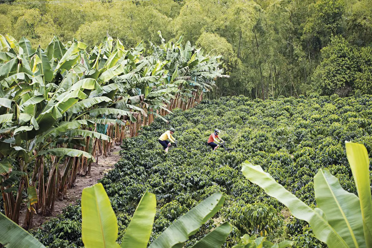 Cafetales, rutas en bicicleta, Colombia