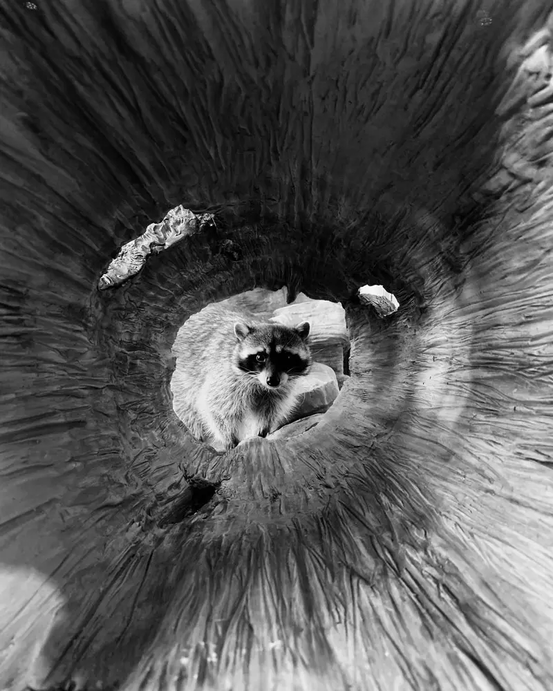 Estas son las mejores fotos tomadas con iPhone Estas son las mejores fotos tomadas con iPhone