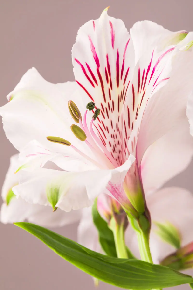 Galería: 10 flores y plantas colombianas para tener en casa