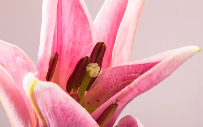 Galería: 10 flores y plantas colombianas para tener en casa