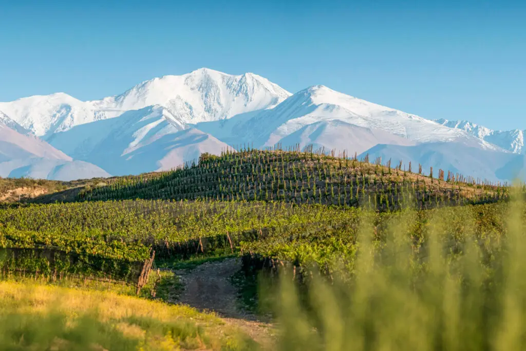 Bodegas finca agua jarilla 2024