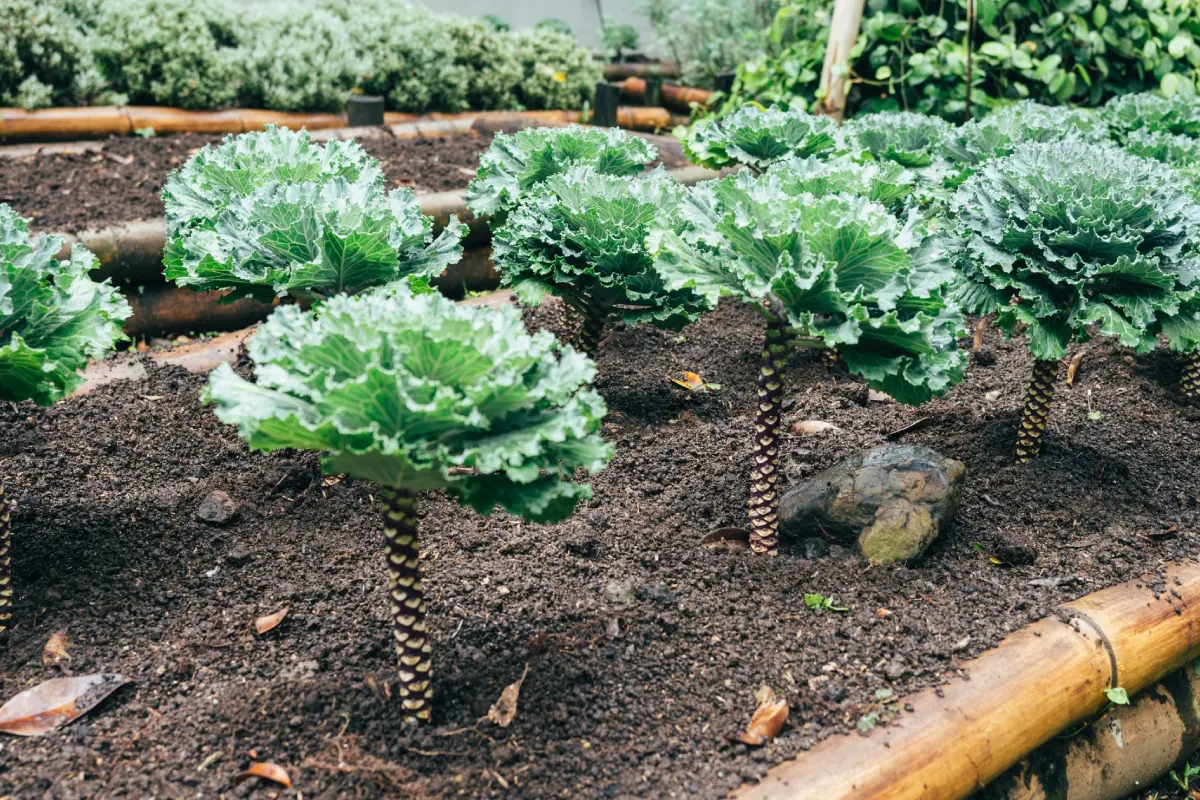 Carne de laboratorio y 7 tendencias en alimentación para 2021 según wgsn Alimentos botánicos