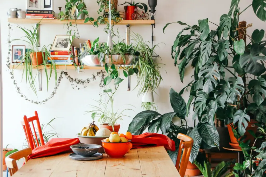 5 plantas fáciles de plantar y cuidar para tener al interior de su casa Plantas para la casa