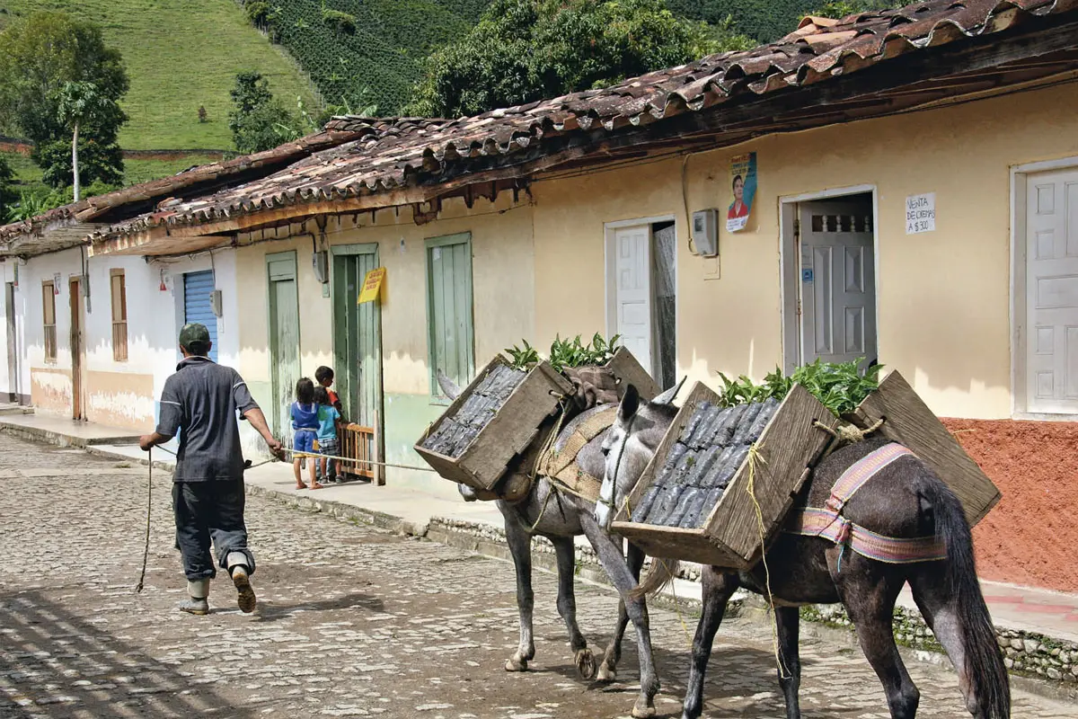 Un viaje por los senderos del café en colombia