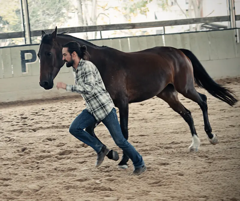Martín Contreras: el señor de los caballos caballos3_800x669