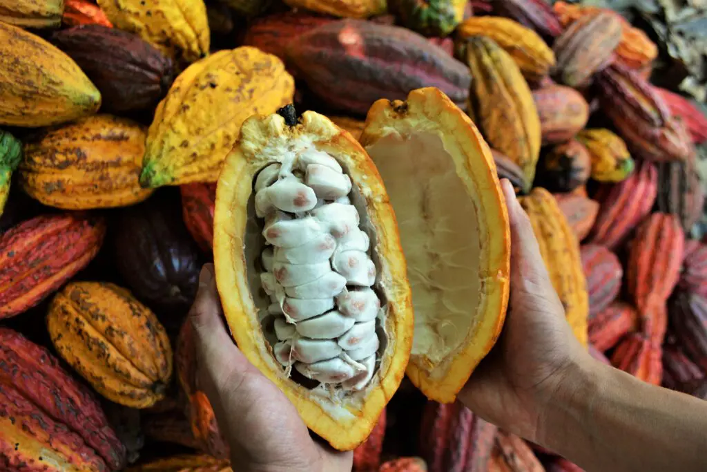 Cacao colombiano