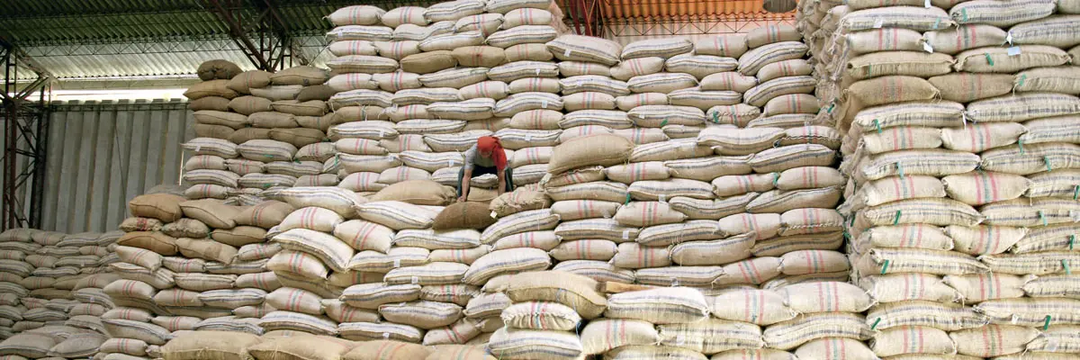 Un viaje por los senderos del café en colombia