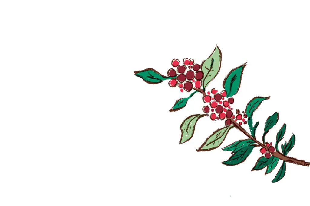 Los nuevos horizontes del café colombiano