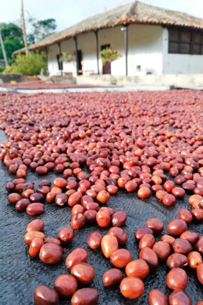 Café mesa de los santos