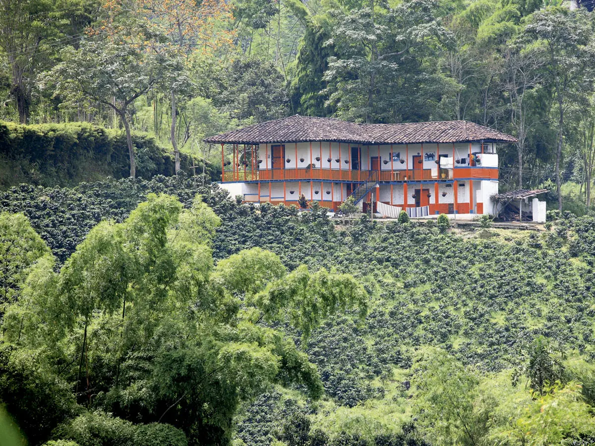 Un viaje por los senderos del café en colombia