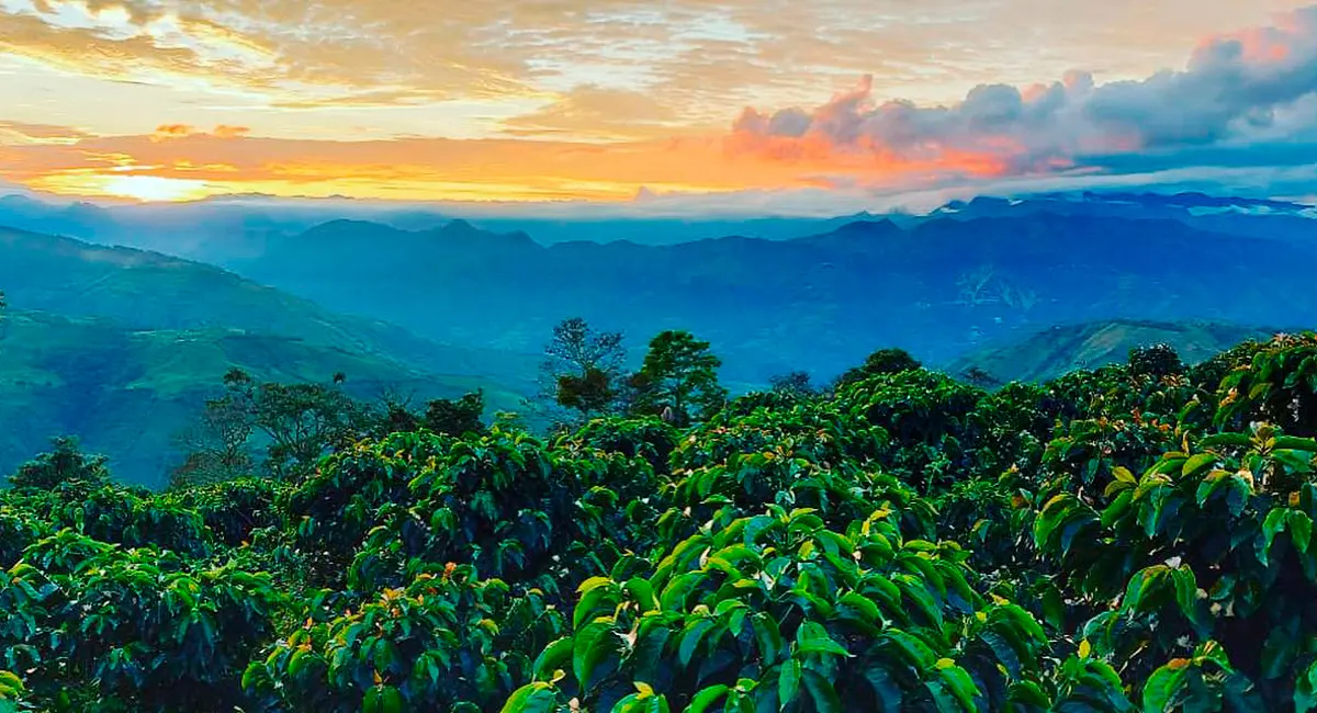 Irrúa, el café excelso de norte de caldas que usted debe probar Cafetales irrúa café
