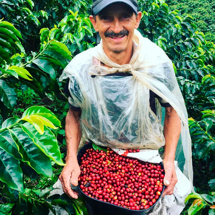 Irrúa, el café excelso de norte de caldas que usted debe probar Caficultor