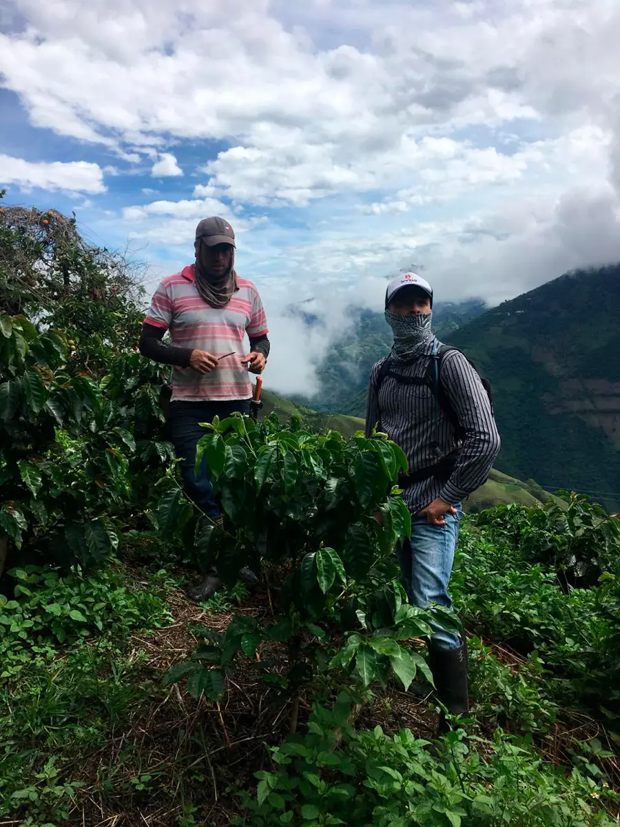 Irrúa, el café excelso de norte de caldas que usted debe probar Luis felipe escobar