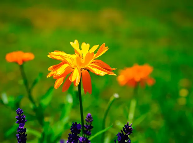 caléndula, analgésicos naturales