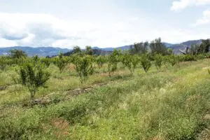 María ángela holguín