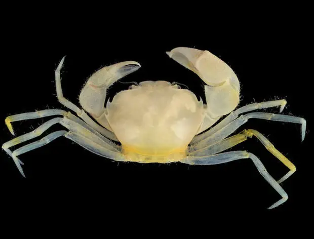 cangrejo_harry_620x427