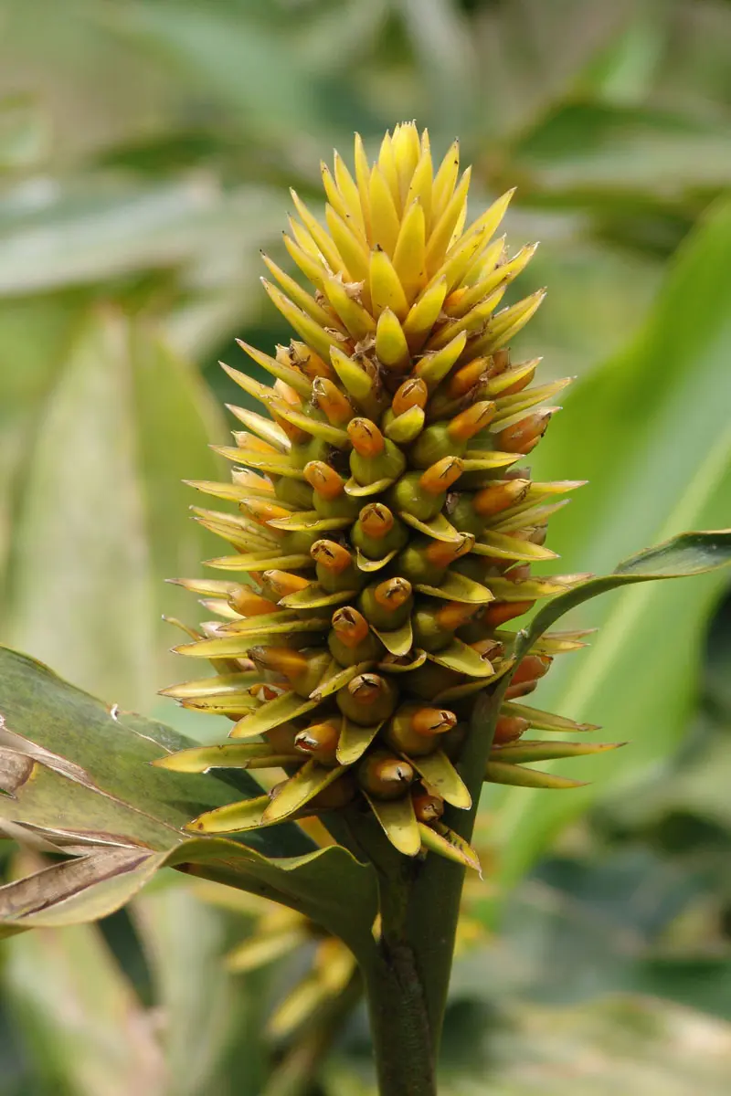 Galería: 10 flores y plantas colombianas para tener en casa