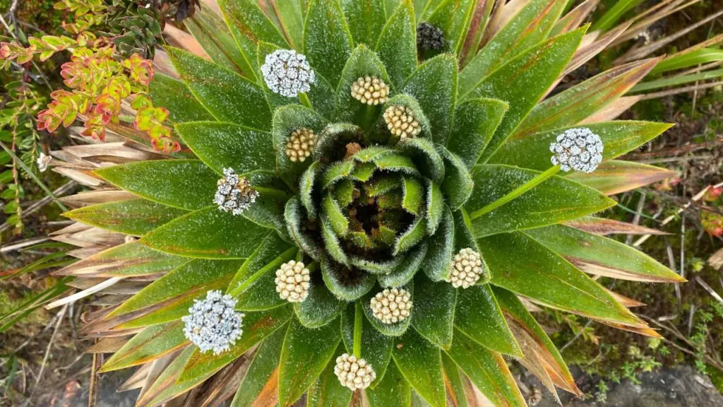 Jefferson García, el chef que se inspira en los páramos Jefferson García, el chef que se inspira en los páramos