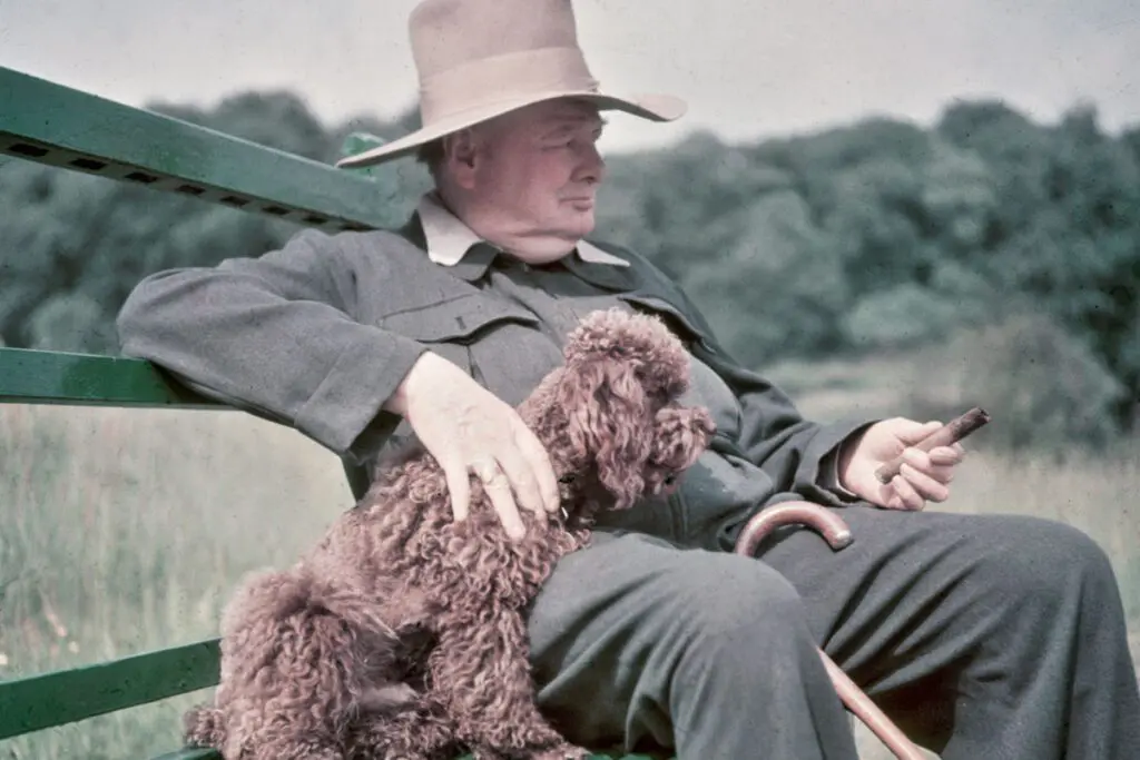 Perro_churchill_winston