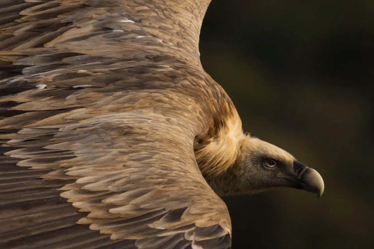 Vea las fotos ganadoras del national geographic traveler 2019