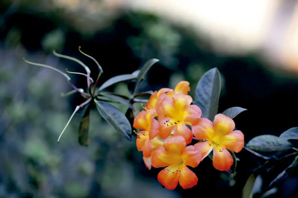 Colombia se consolida como referente mundial de la industria creativa