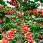 Costa Rica: Pruebe el auténtico café chorreado, que a diferencia de otros países, está elaborado con un delgado filtro de algodón que cuelga de un palo de madera. Esta hace parte de las características del café ‘pura vida’, como se le conoce en Costa Rica. Por otro lado, podrá disfrutar del Kuö Spa en San José, donde el café se convierte en parte esencial de los masajes gracias a sus efectos estimulantes y antioxidantes que ayudan a rejuvenecer y revitalizar la piel.