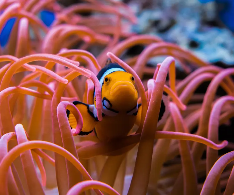 Este es el color del 2019 y así podrá usarlo en su casa y su ropa Este es el color del 2019 y así podrá usarlo en su casa y su ropa