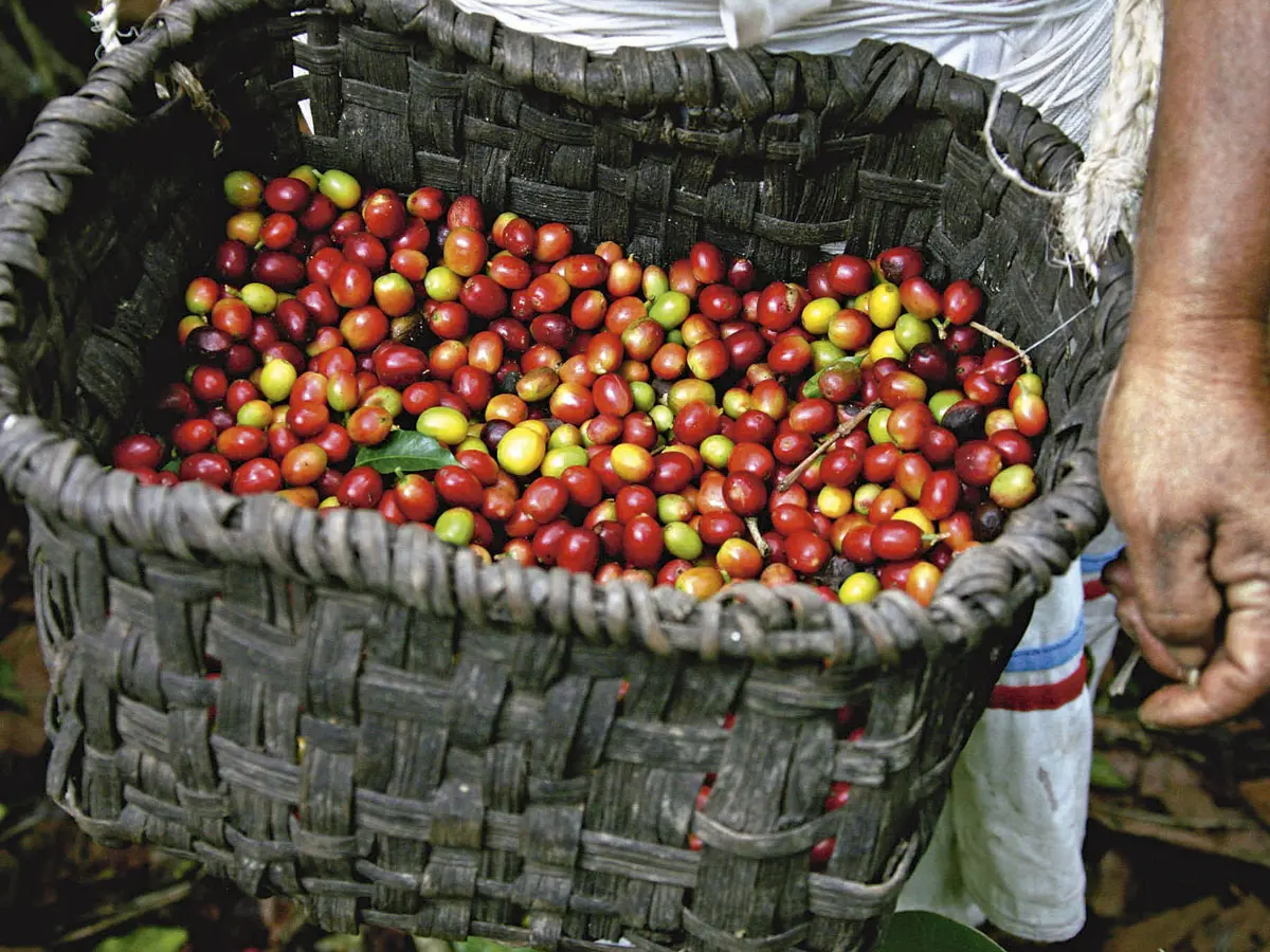 Un viaje por los senderos del café en colombia