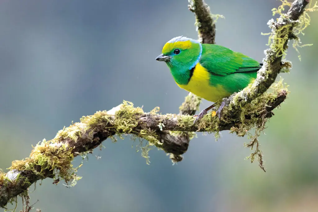 Costa rica: crónica de un ataque de hormigas y un viaje alrededor de los volcanes Costa rica: crónica de un ataque de hormigas y un viaje alrededor de los volcanes