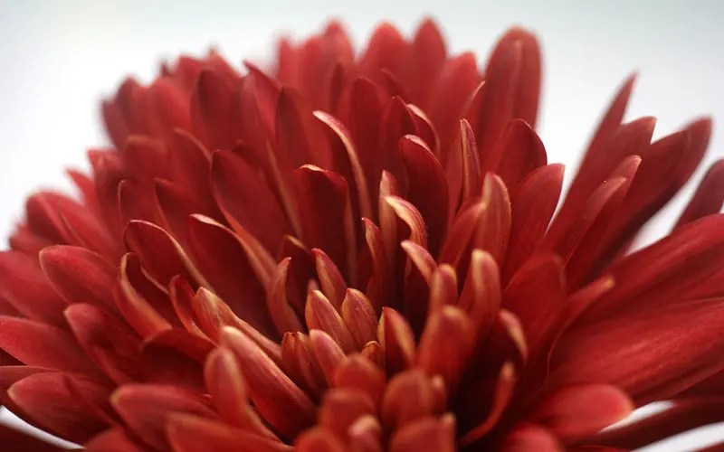 flores y plantas colombianas