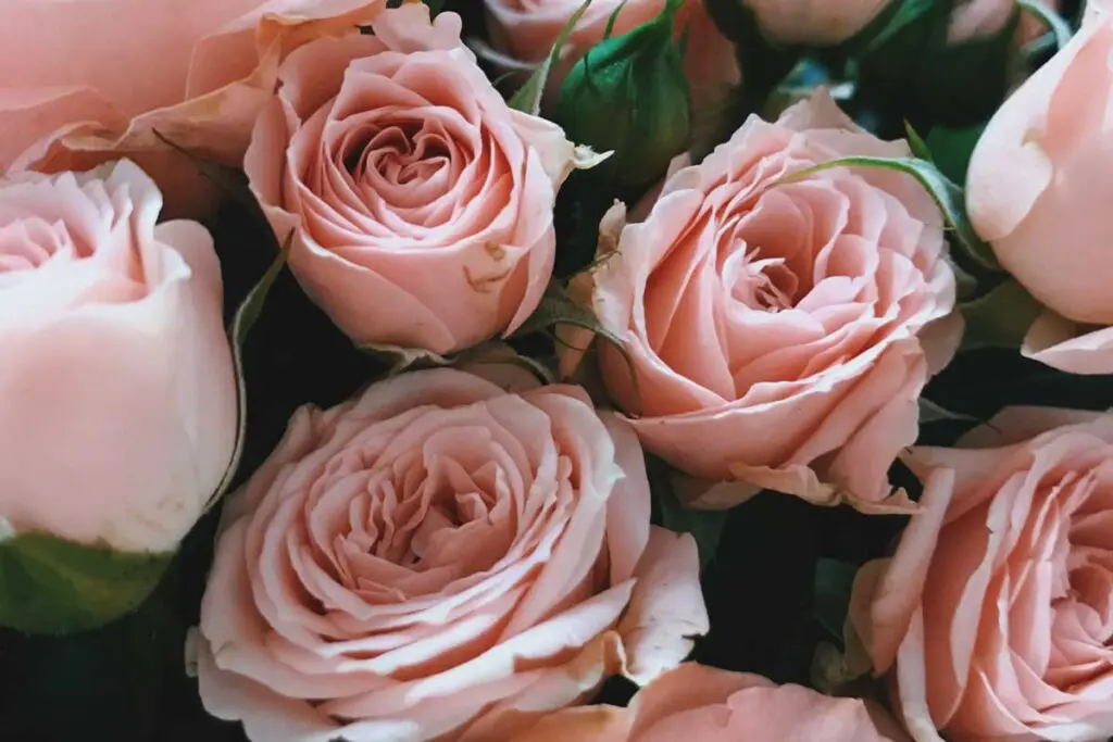 Recetas con pétalos de rosa para conservar la belleza natural de la piel Recetas con pétalos de rosa