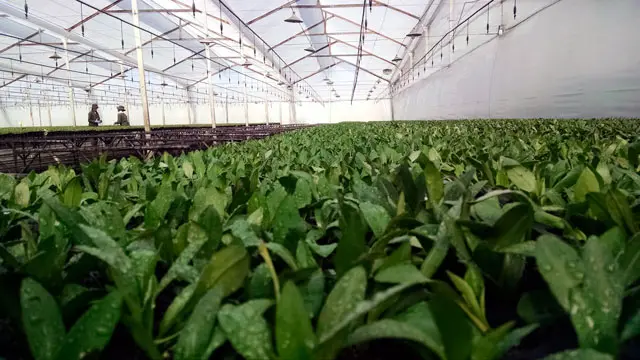 San Valentín se viste de flores colombianas