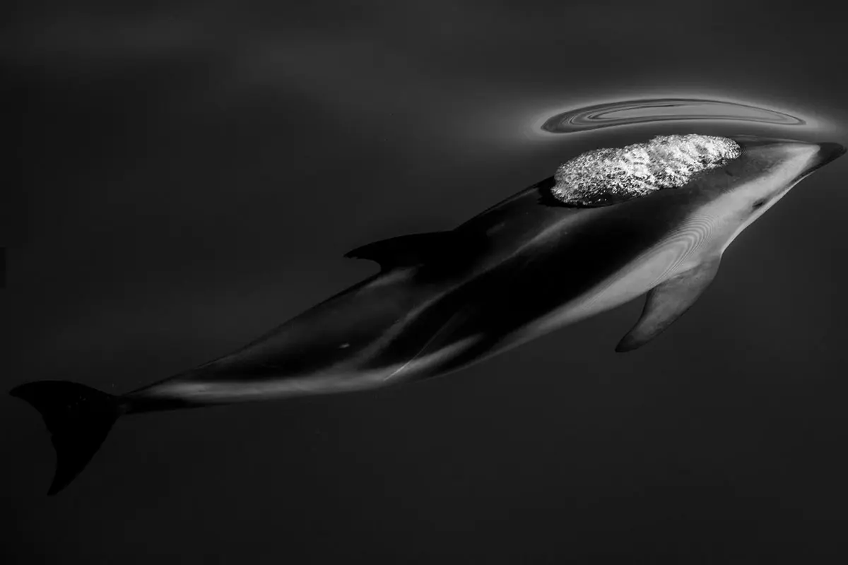 Vea las fotos ganadoras del national geographic traveler 2019