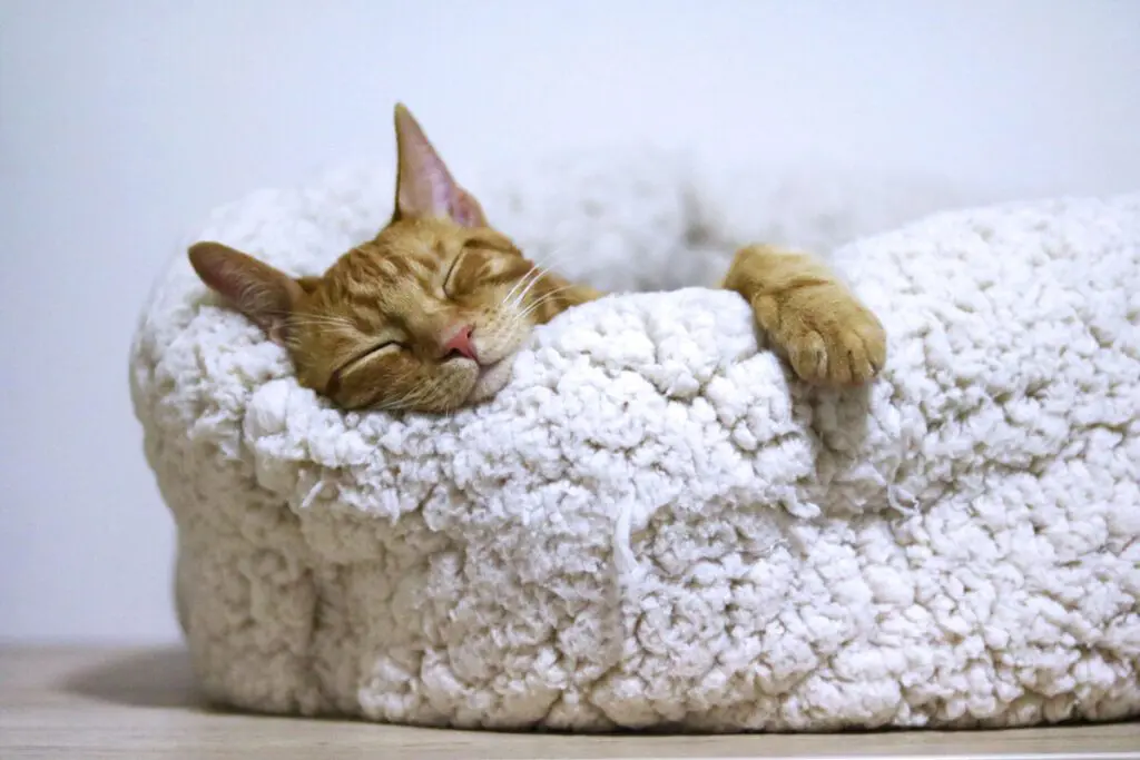 Dormir