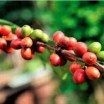 Colombia: Disfrute la calidad y perfil aromático del café colombiano en todos sus paisajes icónicos. Desde Bogotá hasta el famoso Eje Cafetero pruebe las múltiples variedades de sabores y texturas de la bebida o como le dice en el país: el tinto. Si desea visitar los cafetales y conocer a sus caficultores, vaya al Cauca, Santander, Huila y Antioquia.
