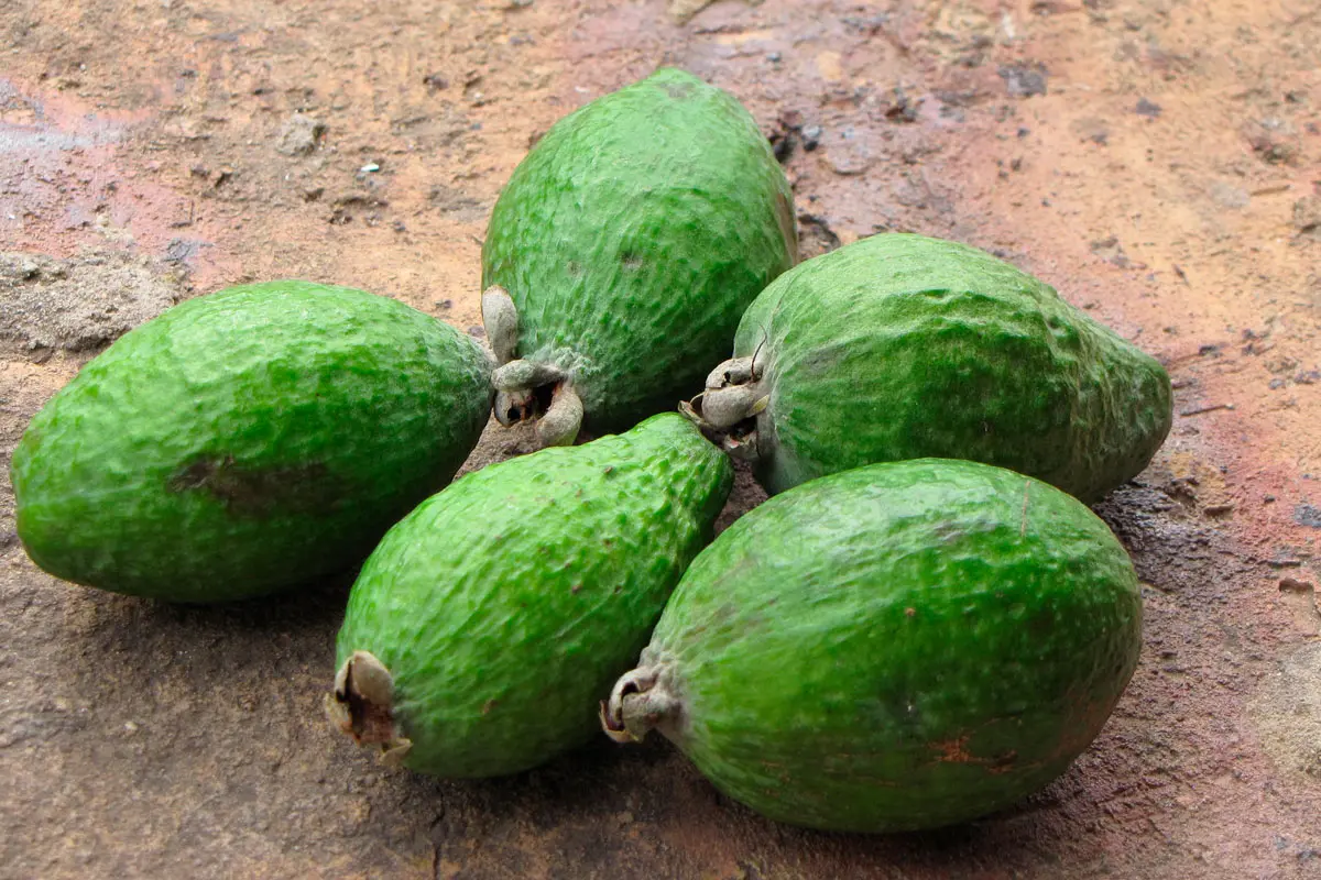 Feijoa