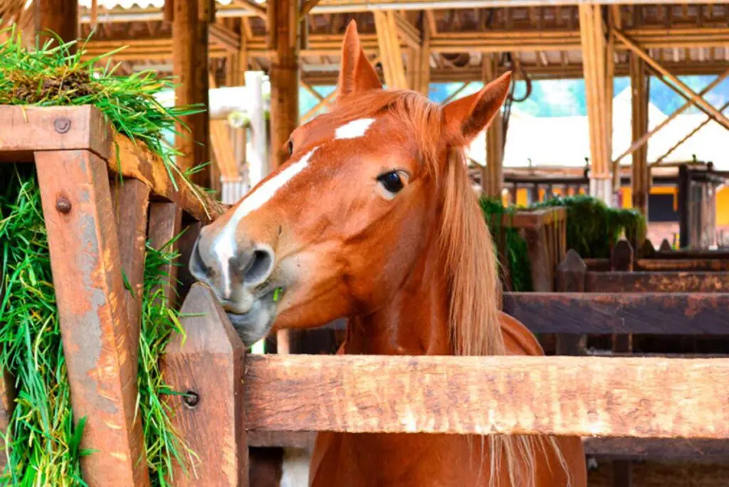 Finkana 2021, el parque de caballos de la sabana de bogotá Finkana