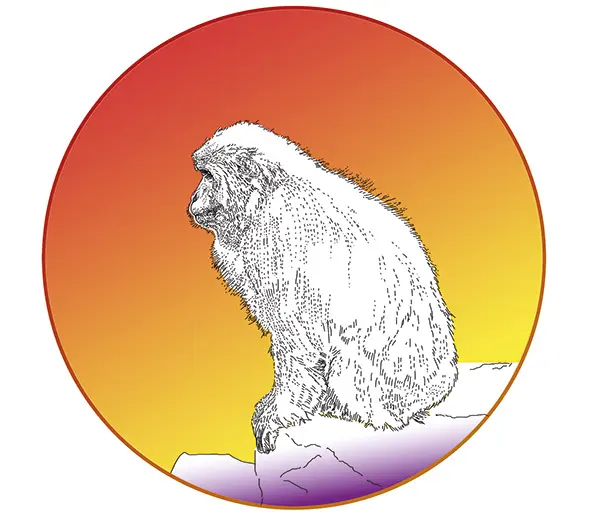Firemonkey_600x529