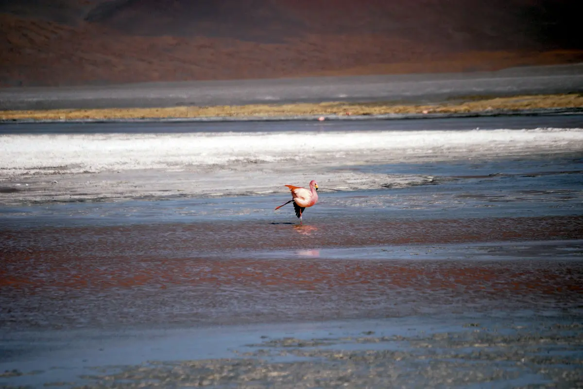 flamencos de Uyuni