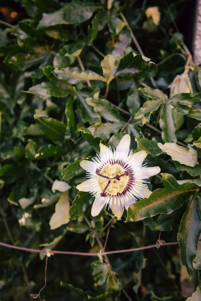 Flor de gulupa