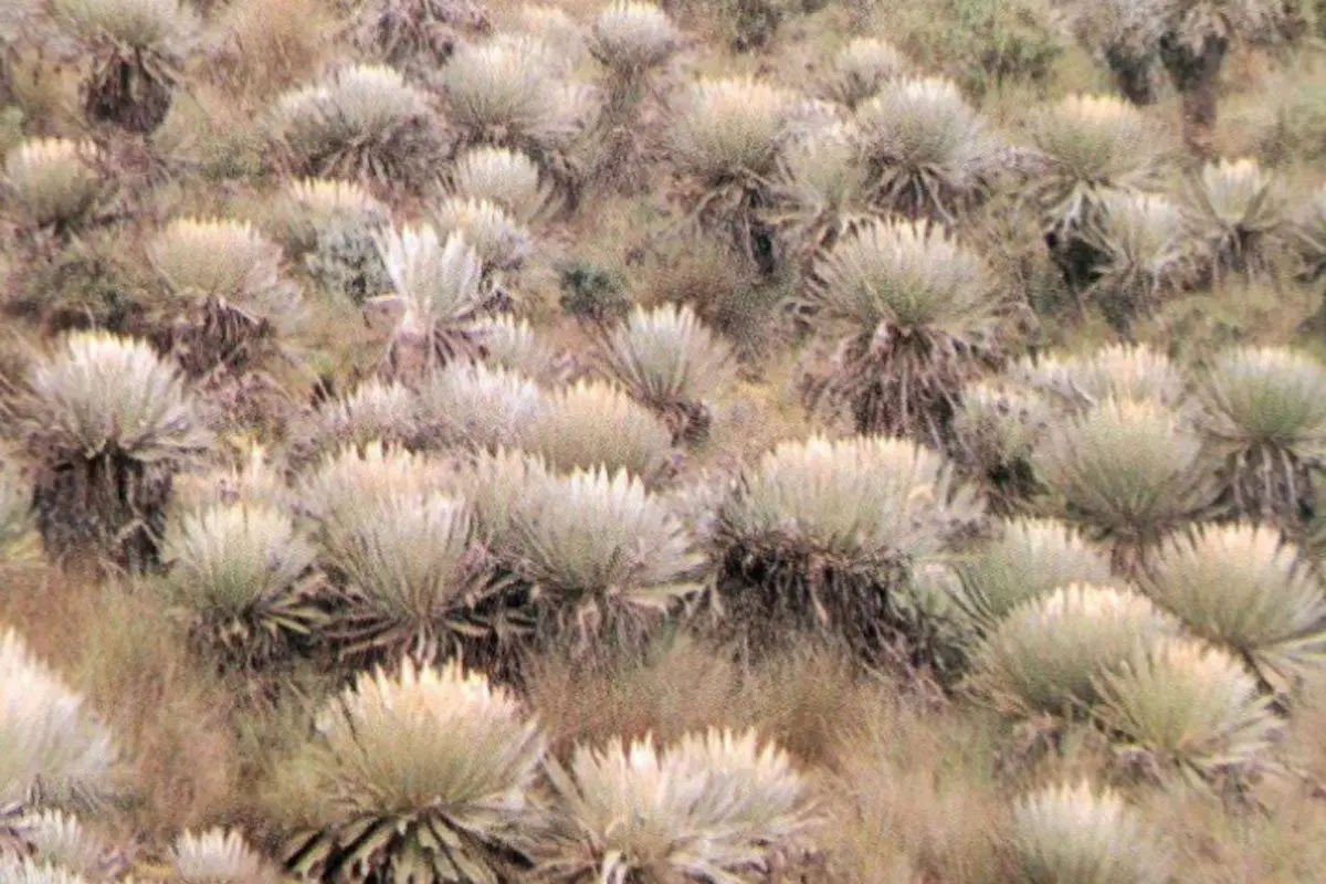 Así era visitar el páramo de Sumapaz en los años 80