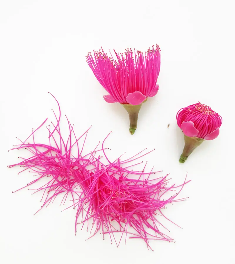 Celele es el 48 mejor restaurante del mundo en The World's 50 Best Restaurants