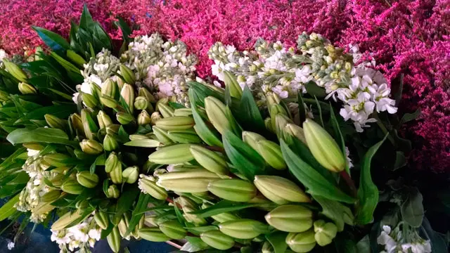 San Valentín se viste de flores colombianas